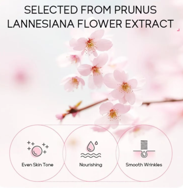 Prunus Lannesiana flower extract with benefits on a soft pink background